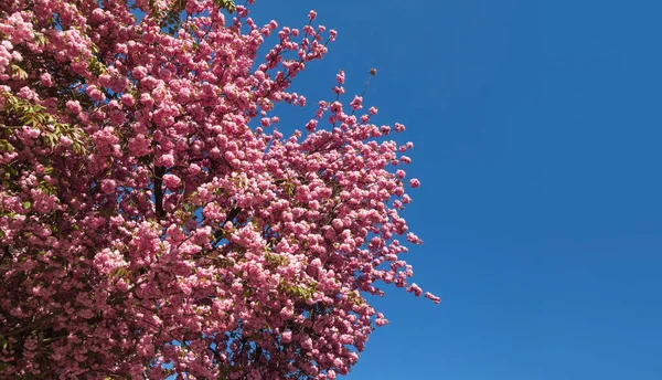 Ανθισμένο Δέντρο Sakura Και Φόντο Της Φύσης Κοντινό Πλάνο Σακούρα — Φωτογραφία Αρχείου