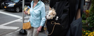 New York, ABD - Eylül 16, 2017: Hayvanlar ve onların mülkiyet büyük şehrin sokaklarında. Bir sırt çantası içinde a küçük köpek kızla. Köpekler NYC Manhattan sokaklarında.