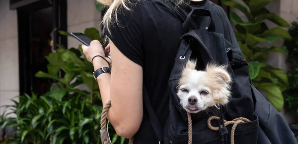 ニューヨーク アメリカ合衆国 Sep 2017 動物と大都市の路上で飼い主 携帯電話とバックパックに小型犬を持つ少女 ニューヨークのマンハッタンの路上犬 — ストック写真