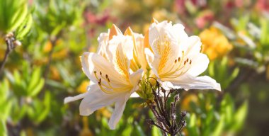 Beyaz rhododendronlar. Çiçek arkaplan ve rhododendronlar. Açelya 'nın narin çiçekleri çalılığı ya da güneşli bir bahar gününde rhododendron bitkisi.
