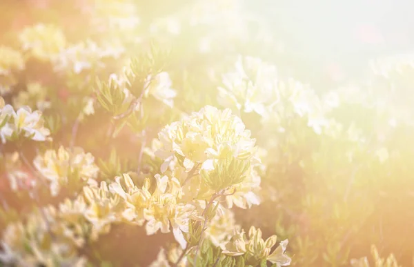 Rododendros Amarelos Luz Sol Fundo Floral Com Rododendros Bush Flores — Fotografia de Stock