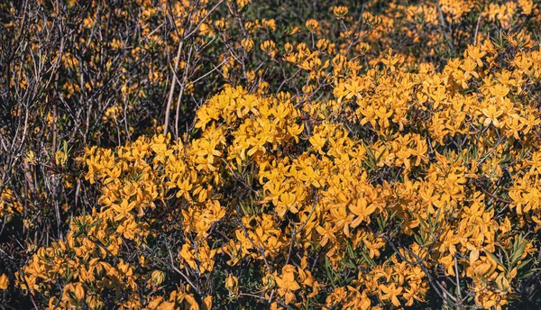 Κίτρινο Ροδόδενδρο Floral Φόντο Ροδόδενδρα Μπους Των Ευαίσθητων Λουλουδιών Της — Φωτογραφία Αρχείου