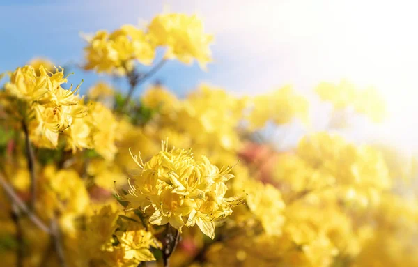 Žluté Rododendrony Slunci Květinové Pozadí Rododendrony Bush Jemných Květů Azalky — Stock fotografie