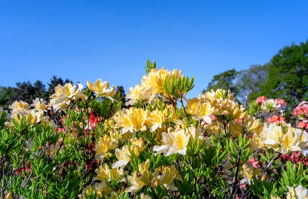 Sárga Rododendronok Virágos Háttér Rododendronokkal Azálea Vagy Rododendron Növény Finom — Stock Fotó