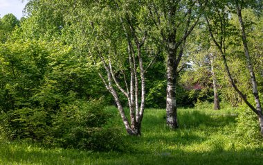 Yaz manzarası. Ormanın kenarındaki güzel huş ağaçları. Şehir parkındaki huş ağaçları arasında sulu taze yeşil otlarla dolu bir açıklık.