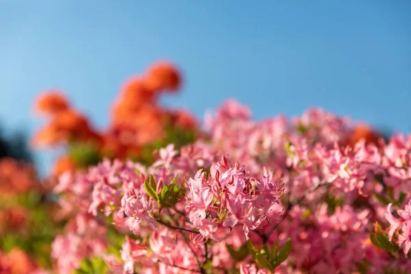 Ροζ Ροδόδεντρα Floral Φόντο Ροδόδενδρα Μπους Των Ευαίσθητων Λουλουδιών Της — Φωτογραφία Αρχείου