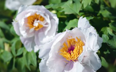 Bahçede güneşli bir bahar günü açan beyaz şakayıklar gibi.