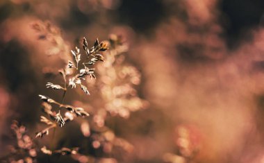 Doğal arka plan konsepti. Bulanık doğa arka planda güneş ışığında yabani otlu sahne