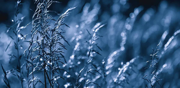 Natuurlijke Achtergrond Concept Scène Met Wild Gras Een Maan Licht — Stockfoto