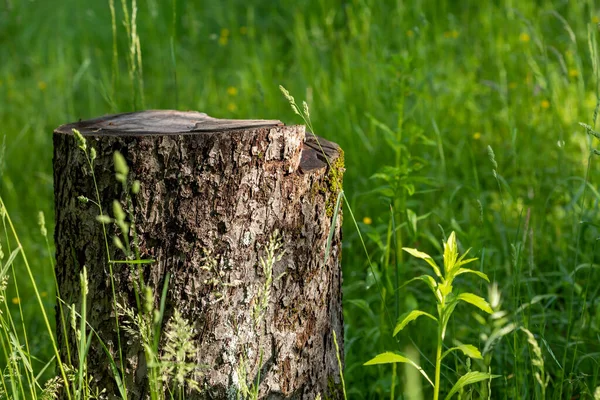 Trozo Árbol Aserrado Entre Hierba Concepto Fondo Natural Escena Con — Foto de Stock