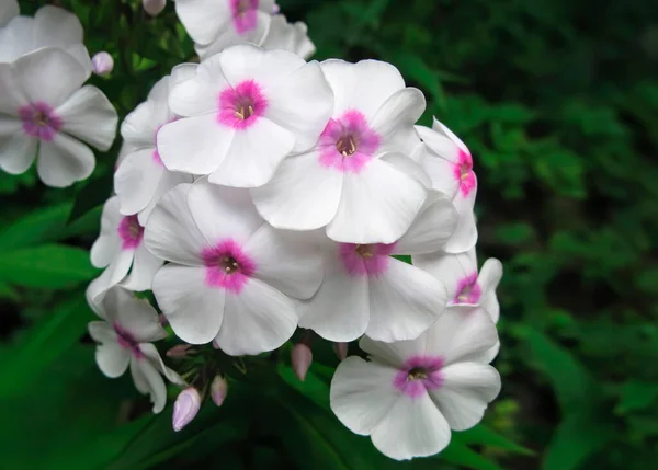 Beyaz Fenik Çiçekleri Bahçe Phlox Paniklemiş Canlı Yaz Çiçekleri — Stok fotoğraf