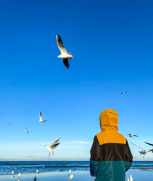 海洋和鸟类 一个小男孩在一个阳光灿烂的寒冷天气沿着海滨散步 蓝色的天空映衬着白色的海鸥 — 图库照片