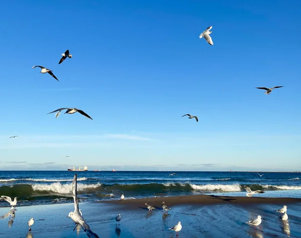 Grupo Gaviotas Deprecia Mar Día Soleado Barco Horizonte — Foto de Stock