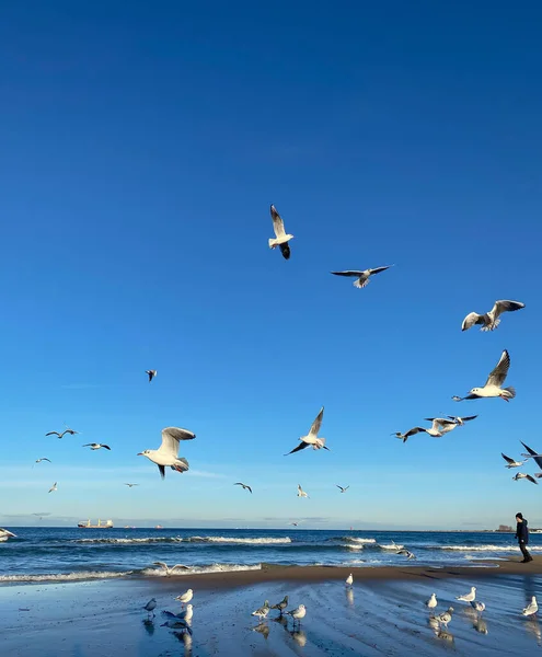 男の子 海と鳥 小さな男の子が海岸沿いの晴れた寒い日を歩いている 青い空に白いカモメ — ストック写真