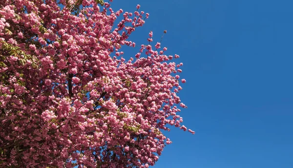 Árbol Sakura Flor Fondo Natural Primer Plano Sakura Flor Cerezo —  Fotos de Stock