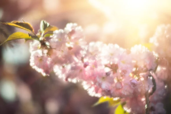 Blooming Sakura Tree Nature Background Close Cherry Blossom Sakura Springtime — Stock Photo, Image