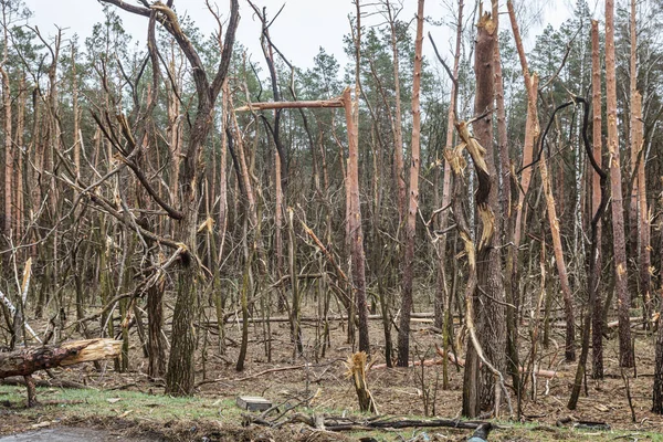 Война Украине Сломанные Деревья Лесу Обочине Дороги Следы Вторжения Российской — стоковое фото