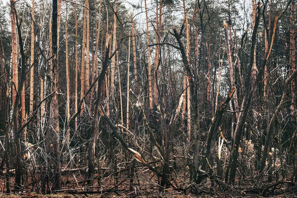 Війна Україні Зламані Дерева Лісі Узбіччі Дороги Сліди Вторгнення Російської — стокове фото