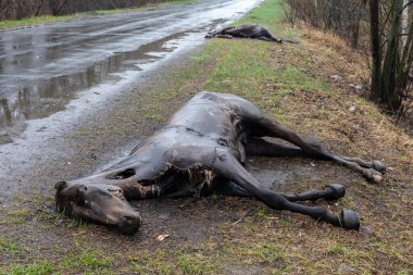HOSTOMIL Reg, UKRAINE - Nisan. 22, 2022: Rus işgalciler tarafından öldürülen atlar yol kenarında yatıyor