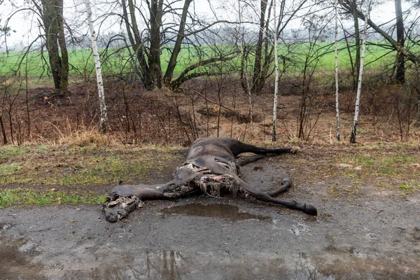 Hostomil Reg Ukraine Apr 2022 Dead Horses Killed Russian Invaders — Stock Photo, Image
