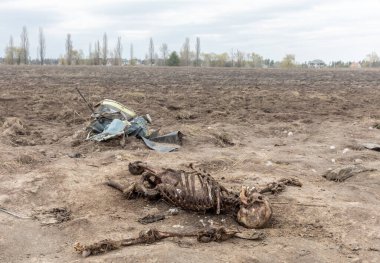 MAKARIV, UKRAINE - Nisan. 23, 2022: Makariv köyü yakınlarındaki bir tarlanın ortasında düşmüş ve yanmış bir helikopterin enkazı arasında ölen Rus askeri pilotların iskeletleri