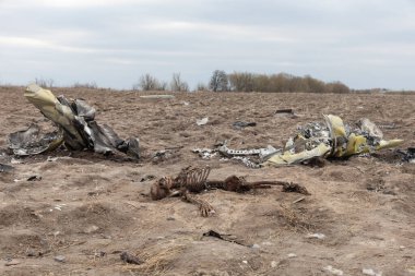MAKARIV, UKRAINE - Nisan. 23, 2022: Makariv köyü yakınlarındaki bir tarlanın ortasında düşmüş ve yanmış bir helikopterin enkazı arasında ölen Rus askeri pilotların iskeletleri