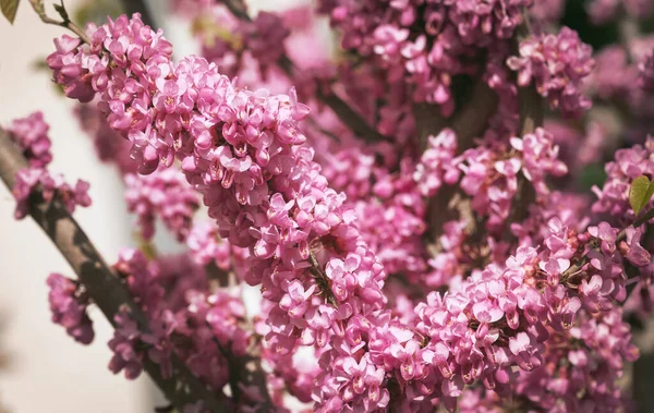 Close Pink Flowers Judas Tree Cercis Siliquastrum Commonly Known Judas —  Fotos de Stock