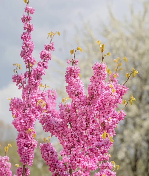 Ένα Κοντινό Πλάνο Ροζ Λουλούδια Στο Δέντρο Του Ιούδα Cercis — Φωτογραφία Αρχείου