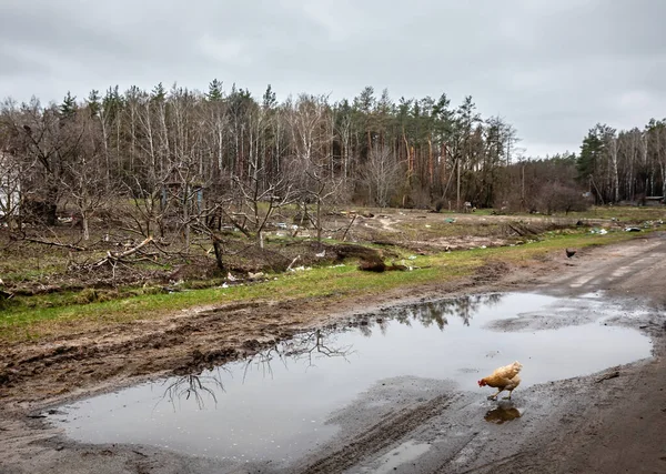 Buitenwijken Van Het Dorp Yagidne Een Overlevende Kip Drinkt Water — Stockfoto