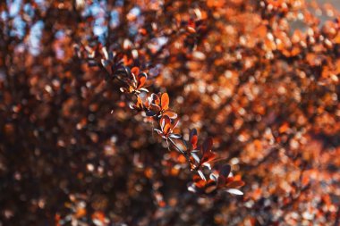 Doğal arka plan ve doku. Barberry sabah güneşinde.
