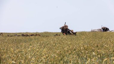 CHERNIHIV REG, UKRAINE - Jun. 19, 2022: Ukrayna 'da savaş. Buğday tarlasının ortasında parçalanmış bir kamyon. Rus faşistlerin işgalinden sonra Ukrayna manzaraları