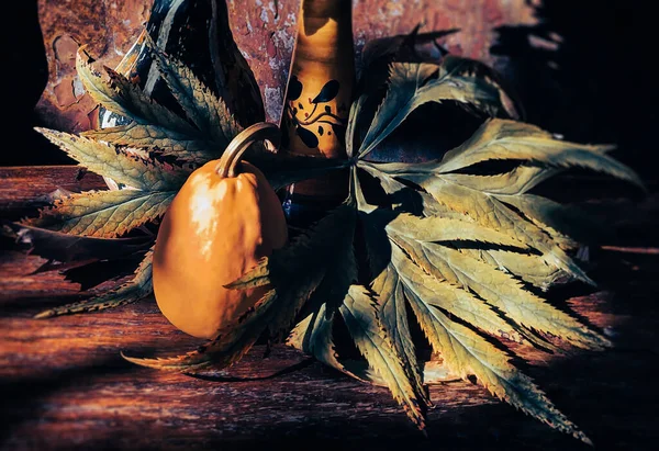 Pumpkin Hellebore Leaves Home Decor Flowers Arranging — Stockfoto