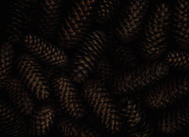 Fir cones in in dark tone. Natural background and texture. 