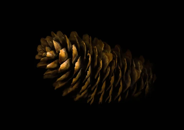 Fir Cone Isolated Black Background — Stock fotografie