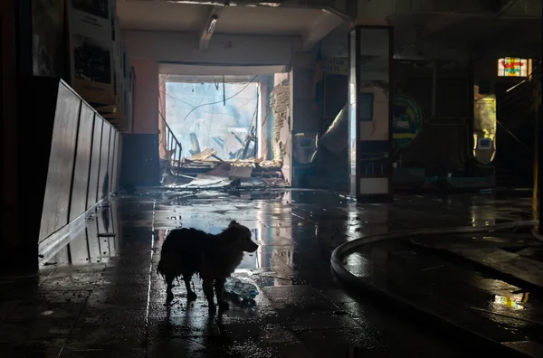 Kharkiv Ukraine Jul 2022 Silhouette Wet Stray Dog Wandering Corridor — Stockfoto