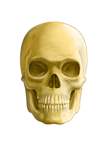 Human skull — Stock Photo, Image