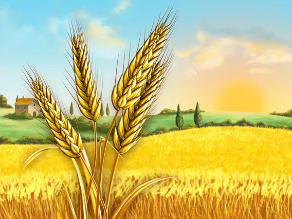 Wheat field — Stock Photo, Image