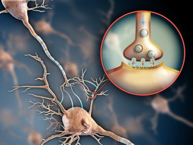 nöron sinaps