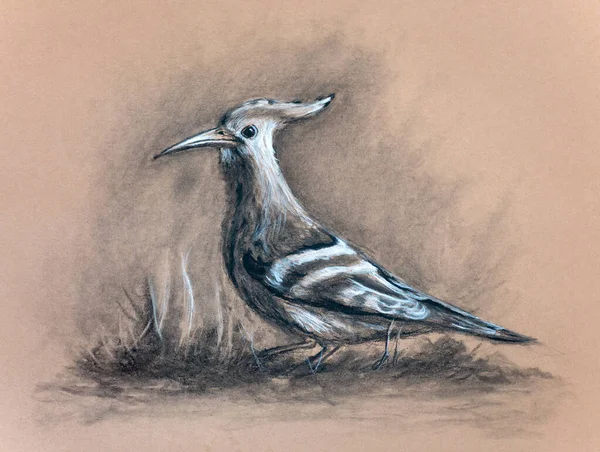 Eurasian Hoopoe Charcoal Drawing Toned Paper Traditional Illustration — 图库照片