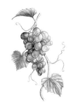 Üzüm ve yapraklı üzüm dalı. Kağıt üzerinde geleneksel grafit çizimi.