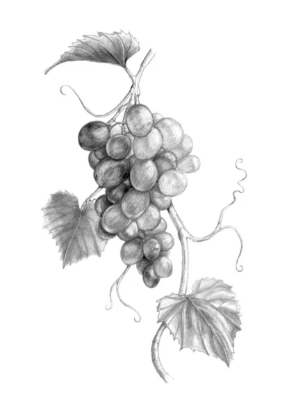 Wijnranken Met Druiven Bladeren Traditionele Grafietillustratie Papier — Stockfoto