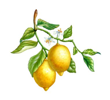 Yaprakları ve çiçekleri olan bir dalda iki limon. Kağıt üzerinde geleneksel illüstrasyon.