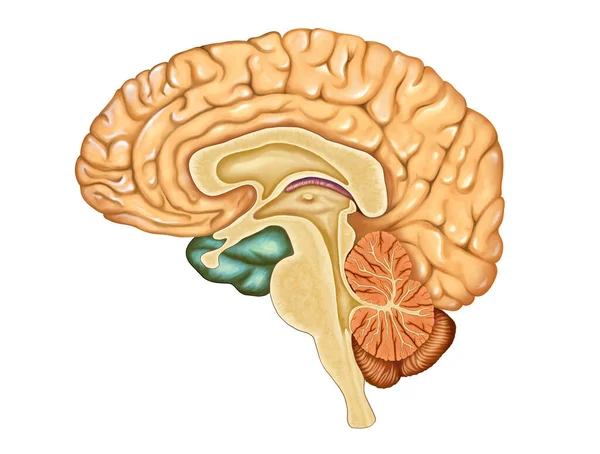 人脑的横断面数字说明 — 图库照片