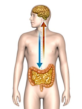 Two way connection between brain and gut. Digital illustration.