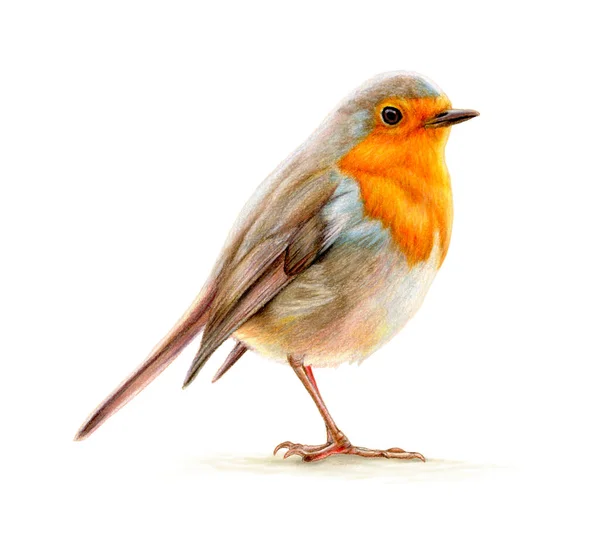 Avrupalı Bir Robin Renkli Kalem Portresi Kağıt Üzerinde Geleneksel Illüstrasyon — Stok fotoğraf