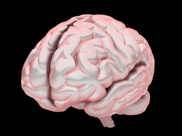 Brain — Stock Photo, Image