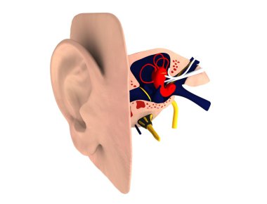 Human ears clipart