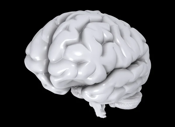 Людський мозок — стокове фото