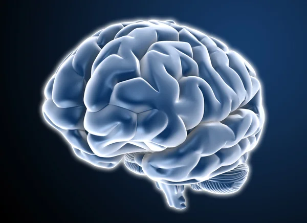 Human brain — Stock Photo, Image