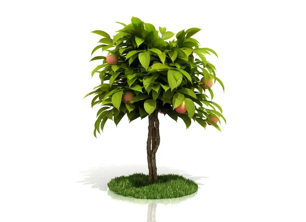 Yeşil elma ağacı tam beyaz bitti izole Kırmızı elma